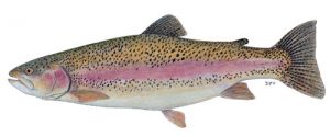 trout fish pic